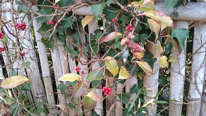 サネカズラ 横浜市旭区東希望が丘