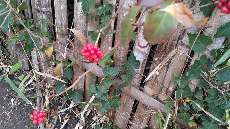 サネカズラ 横浜市旭区東希望が丘