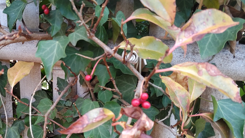 サネカズラ 横浜市旭区東希望が丘