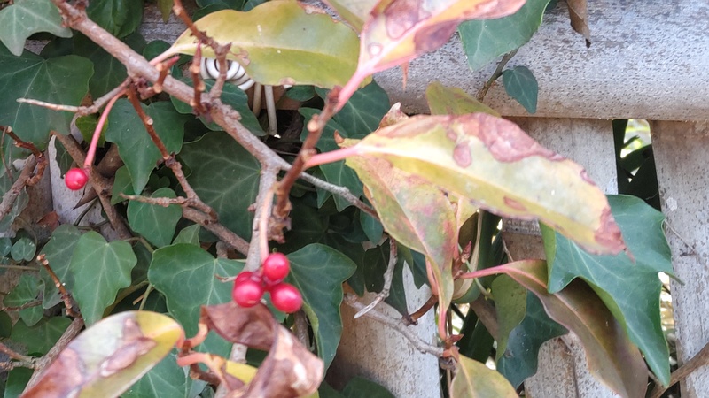 サネカズラ 横浜市旭区東希望が丘