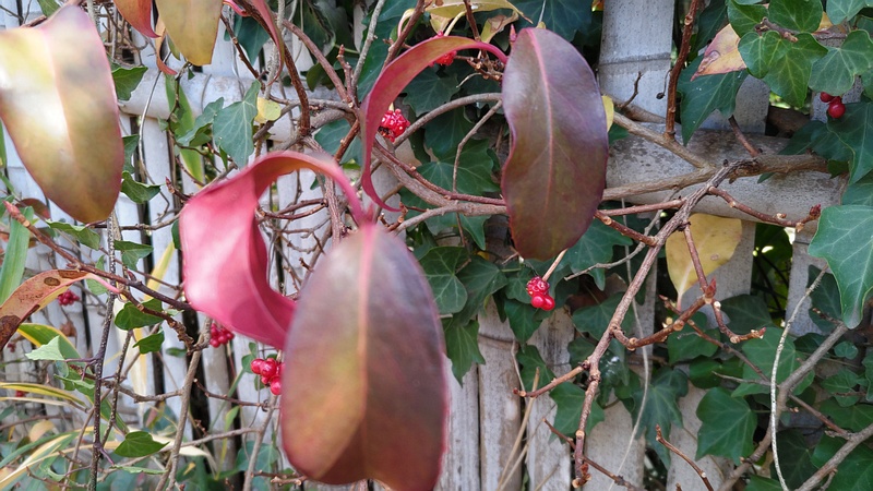 サネカズラ 横浜市旭区東希望が丘