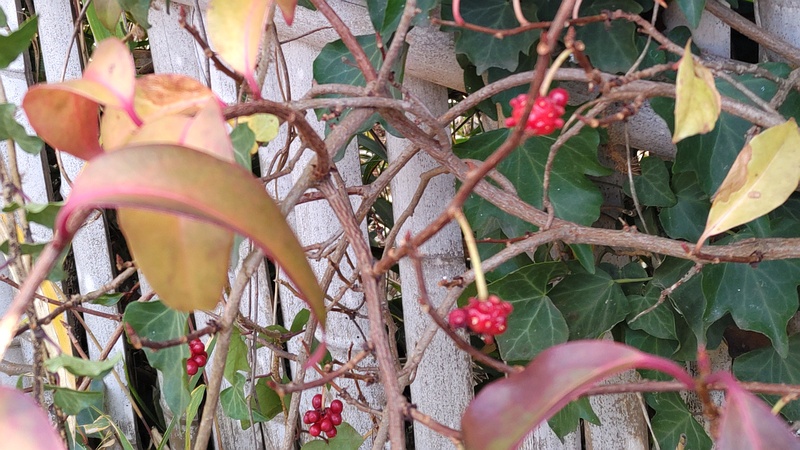 サネカズラ 横浜市旭区東希望が丘