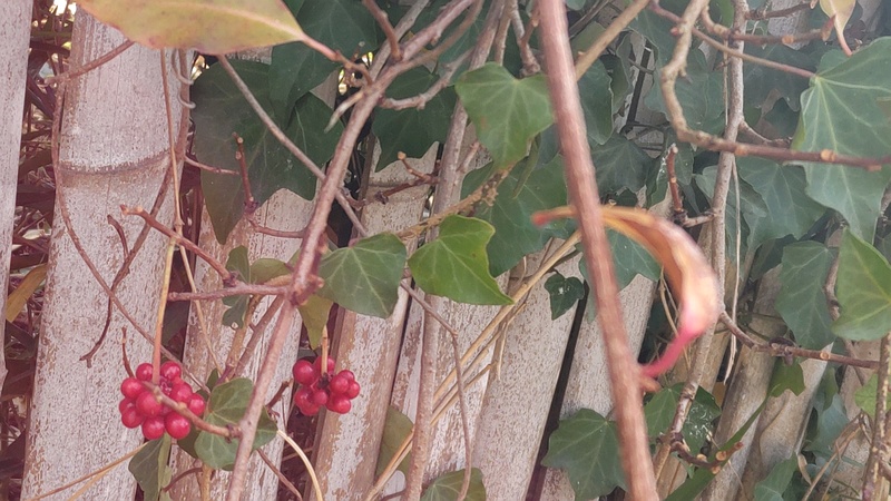 サネカズラ 横浜市旭区東希望が丘