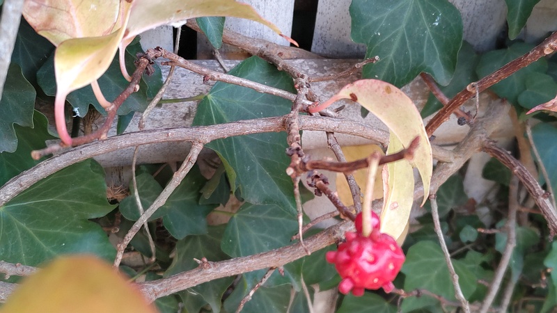 サネカズラ 横浜市旭区東希望が丘