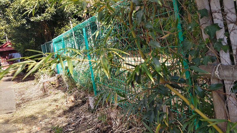 メダケ 横浜市旭区東希望が丘