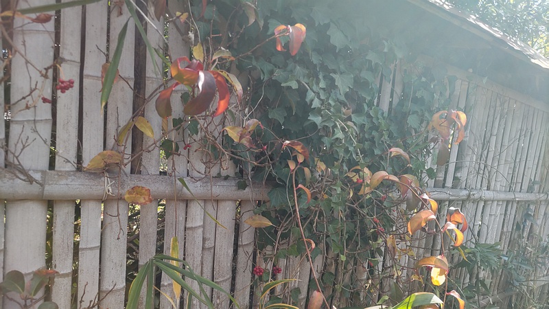 サネカズラ 横浜市旭区東希望が丘