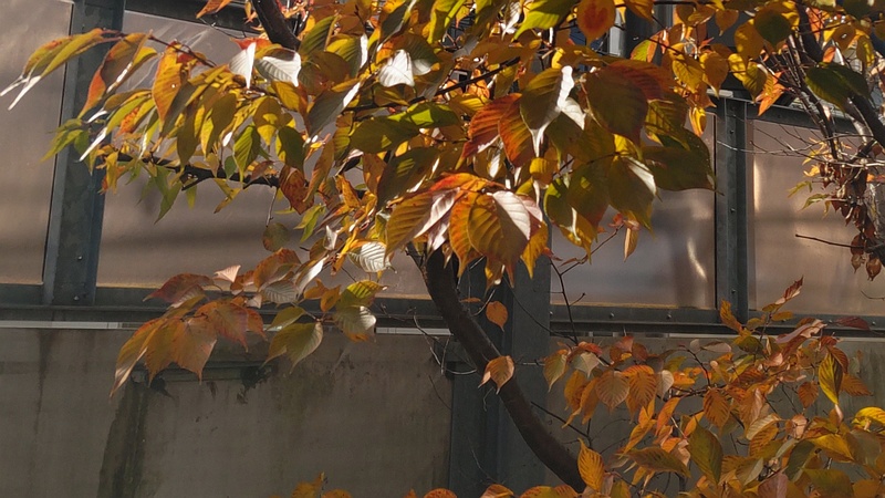 アカシデ 横浜市旭区中希望が丘