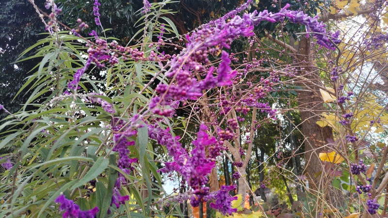 アメジストセージ、コムラサキ 横浜市旭区中希望が丘