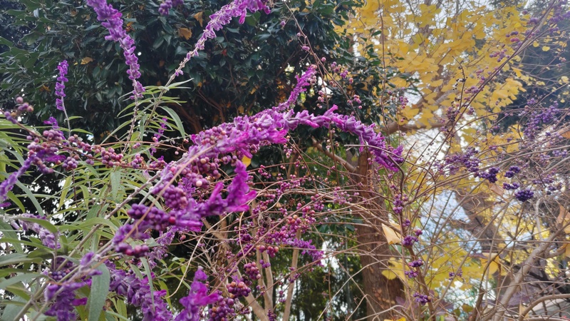 アメジストセージ、コムラサキ 横浜市旭区中希望が丘