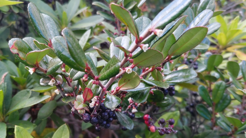 ハマヒサカキの果実 横浜市旭区中希望が丘