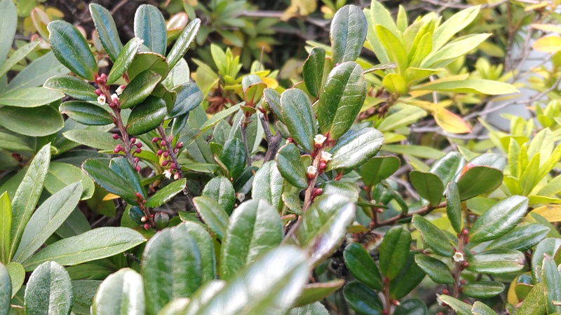 ハマヒサカキの花と蕾 横浜市旭区中希望が丘