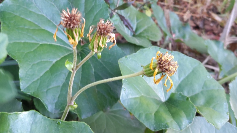 ツワブキの果実 東京都大田区平和島公園