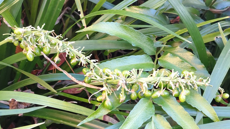 ノシランの果実 東京都大田区平和島公園