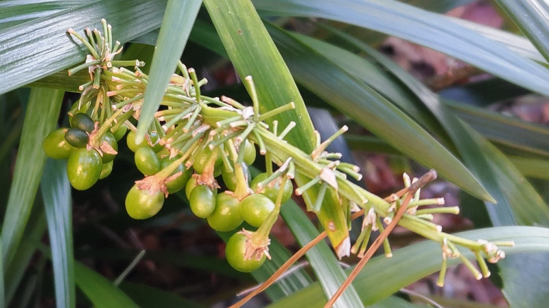ノシランの果実 東京都大田区平和島公園