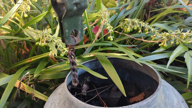 ノシランの果実 東京都大田区平和島公園