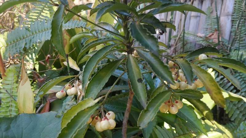 シロミノマンリョウ 東京都大田区平和島公園