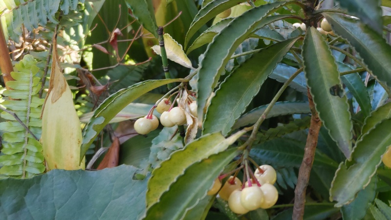 シロミノマンリョウ 東京都大田区平和島公園