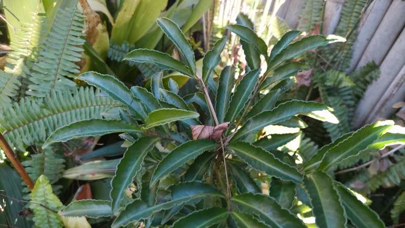 シロミノマンリョウ 東京都大田区平和島公園