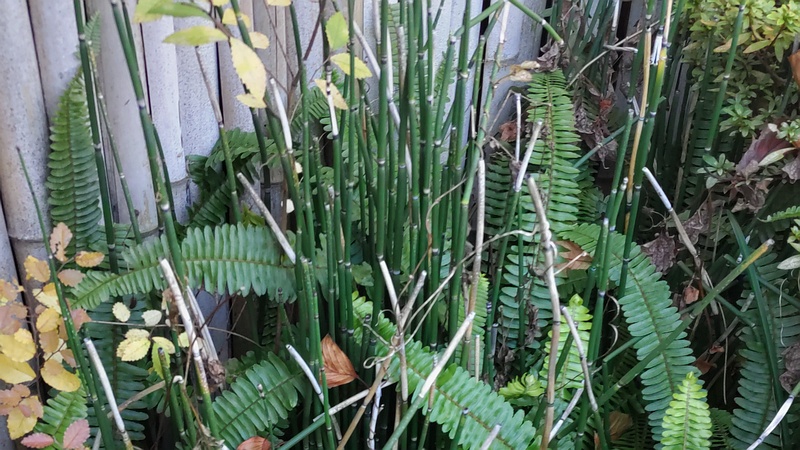 タマシダとトクサ 東京都大田区平和島公園