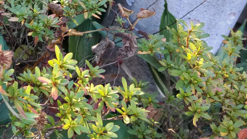 サツキ 東京都大田区平和島公園
