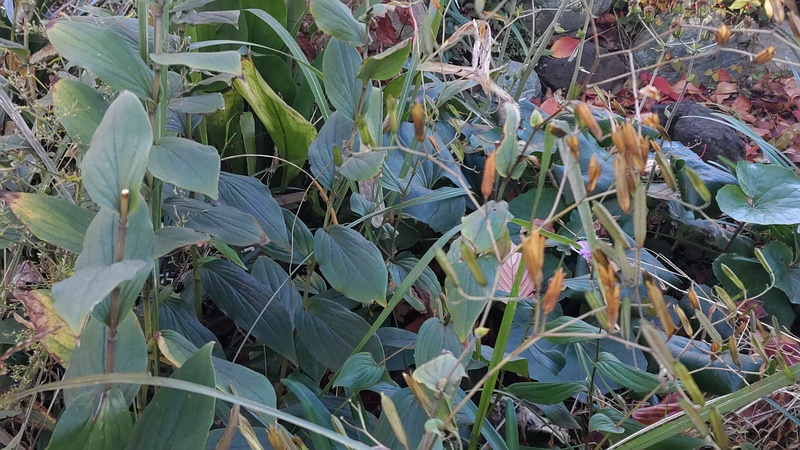 ヤマユリの果実とタイワンホトトギスの葉 東京都大田区平和島公園