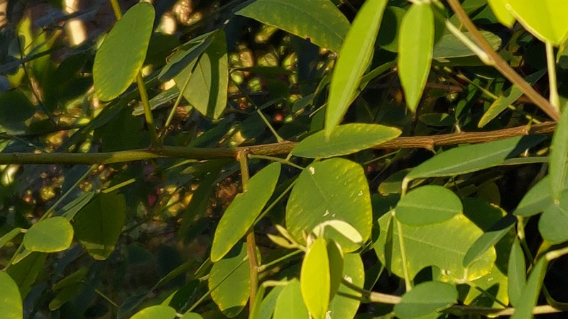 ミヤギノハギ 東京都大田区平和島公園