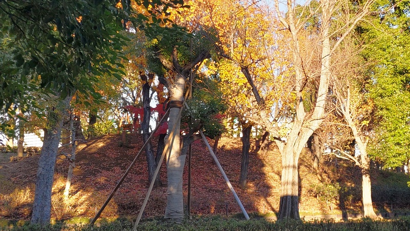 キャンプ場の紅葉 東京都大田区平和島公園