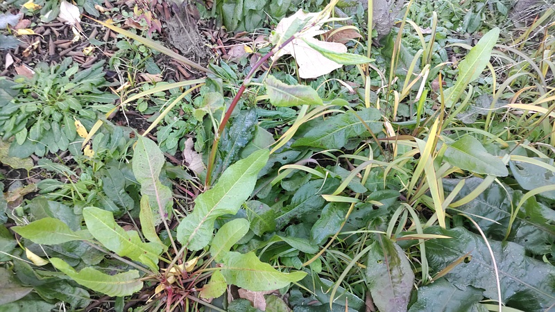 ナガバギシギシ 東京都大田区平和島公園
