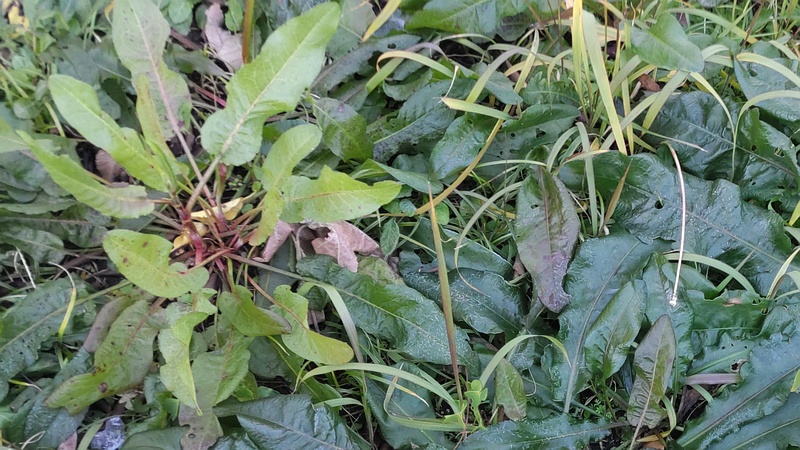 ナガバギシギシ 東京都大田区平和島公園