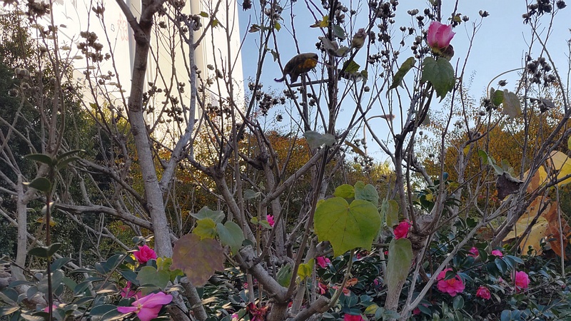 サザンカとフヨウの花 東京都大田区大和大橋