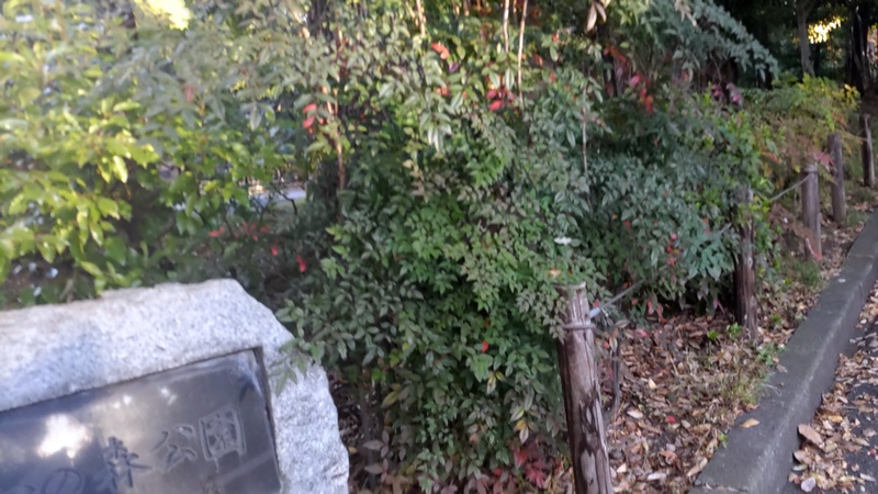 ナンテン 東京都大田区平和の森公園