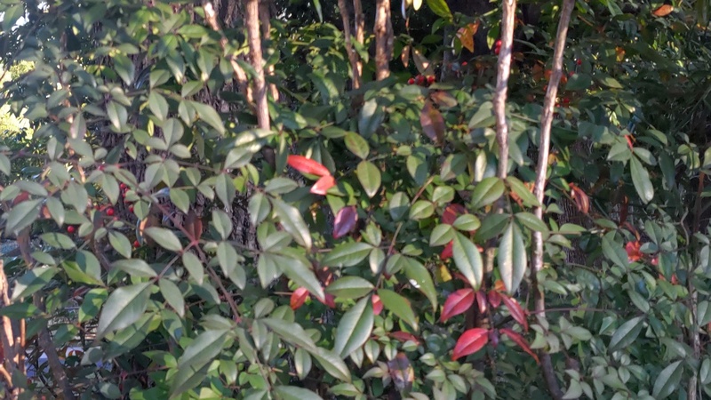 ナンテンの果実 東京都大田区平和の森公園