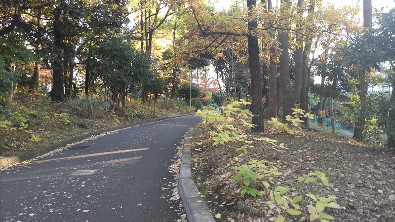 アジサイ 東京都大田区平和の森公園