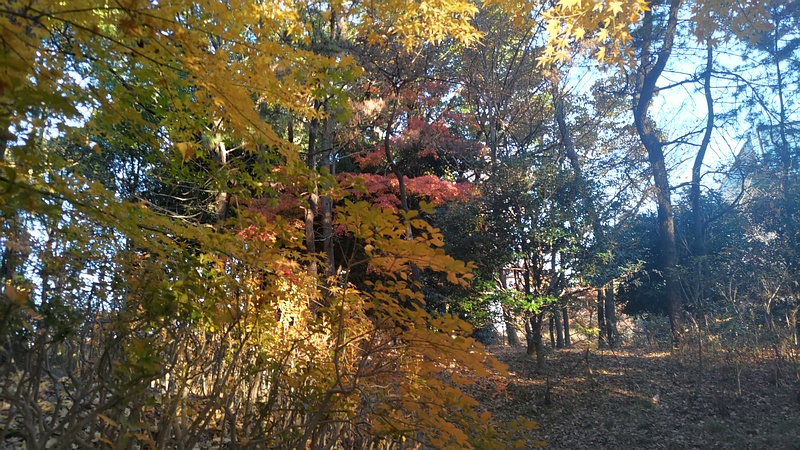 紅葉 東京都大田区平和の森公園