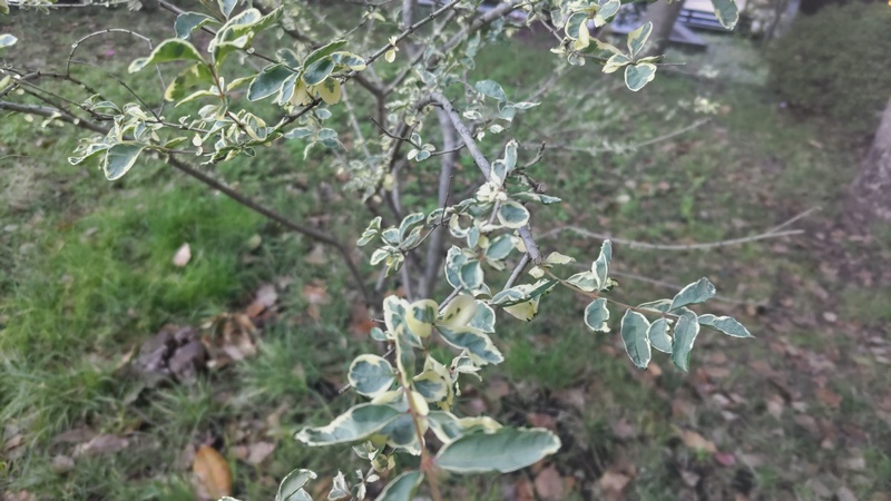 フイリマサキ 東京都大田区平和の森公園