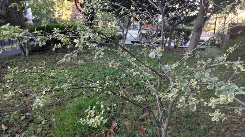 フイリマサキ 東京都大田区平和の森公園