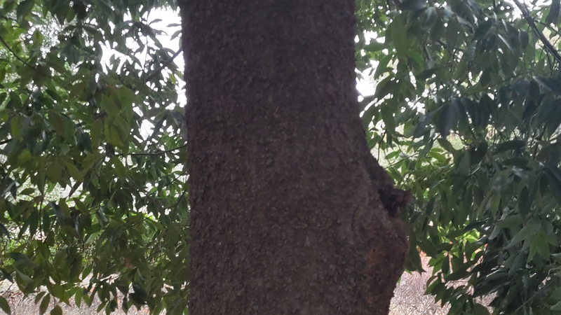 シラカシの樹皮 東京都大田区平和の森公園