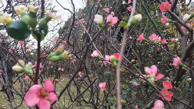 ボケ 東京都大田区平和の森公園