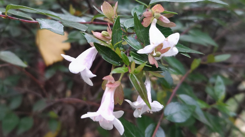 アベリア 東京都大田区平和の森公園