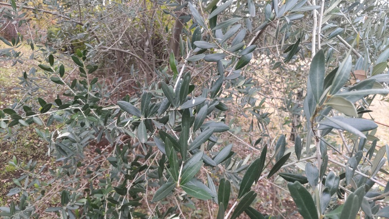 オリーブ 東京都大田区平和島公園