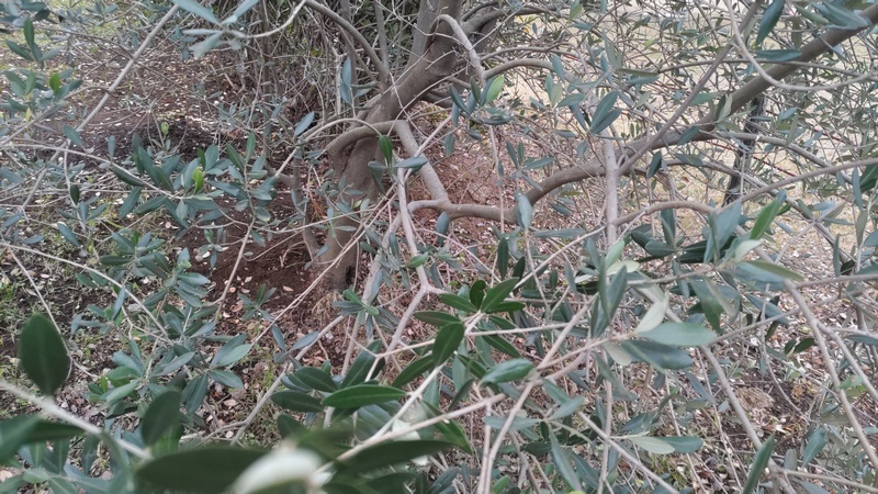 オリーブ 東京都大田区平和島公園