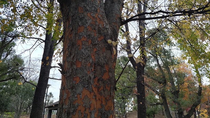 アキニレ 東京都大田区平和島公園