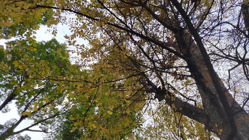 アキニレ 東京都大田区平和島公園