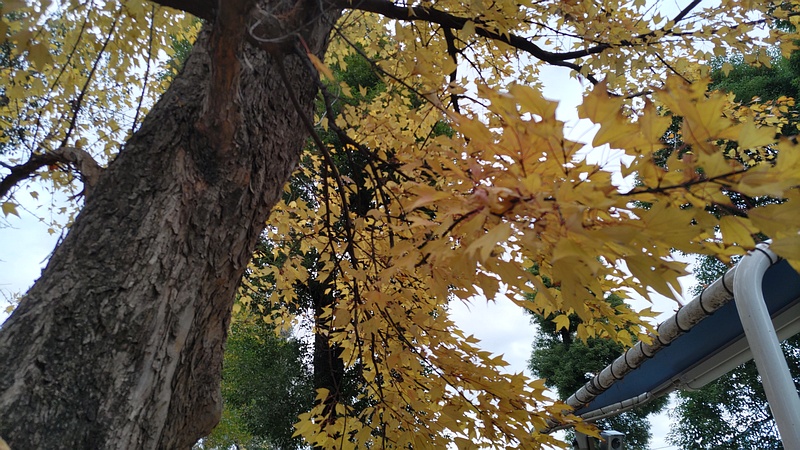トウカエデ 東京都大田区平和島公園