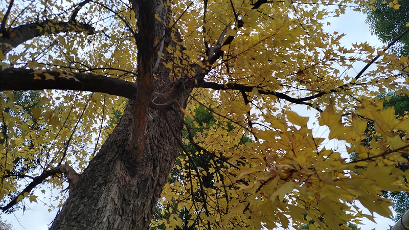 トウカエデ 東京都大田区平和島公園