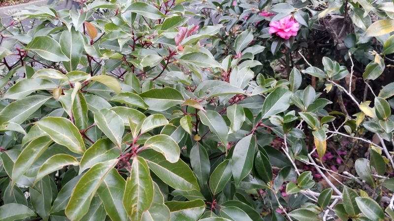クスノキの幼木とサザンカの花 東京都大田区大和大橋