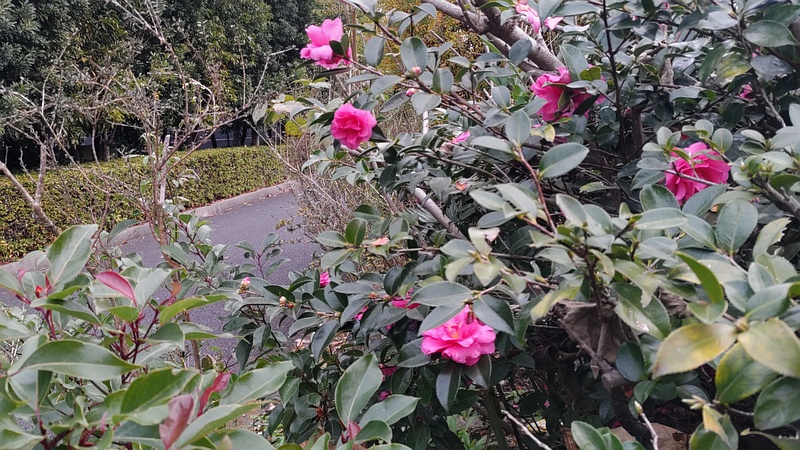 サザンカの花とクスノキ 東京都大田区大和大橋