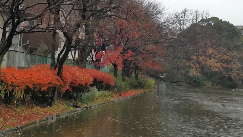 ひょうたん池のドウダンツツジとイロハモミジ 東京都大田区平和の森公園