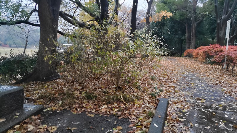 シロダモの幼木 東京都大田区平和の森公園