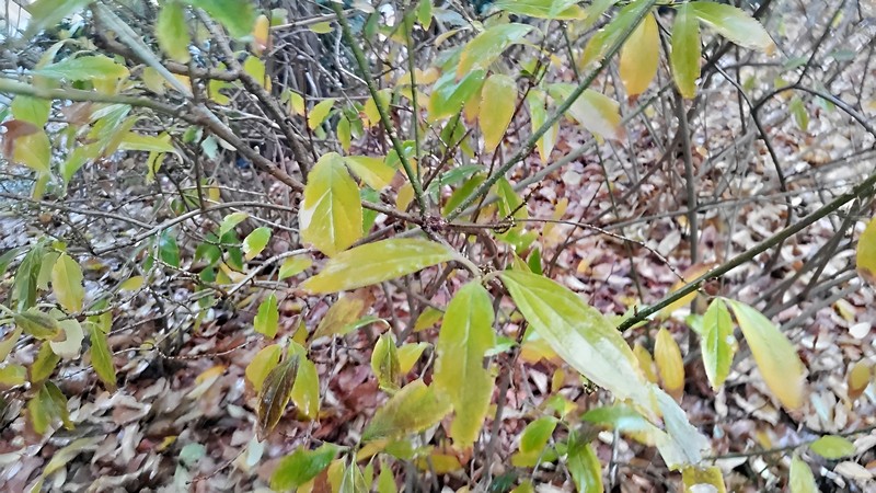シロダモの葉 東京都大田区平和の森公園